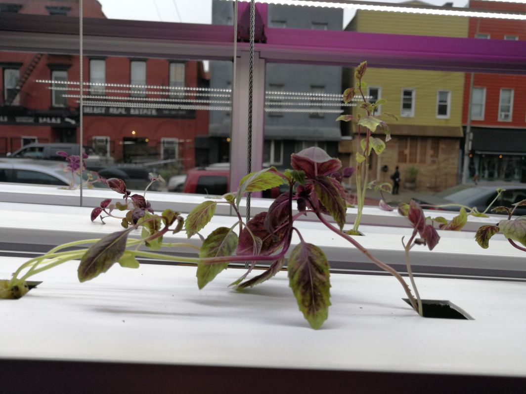 Basil in the Boardroom: Why our food shouldn’t work from home​