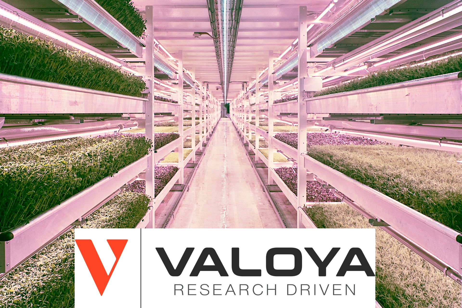 Valoya – FTS finds out more!