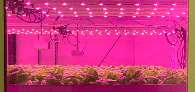 Controlled Environment Indoor and Vertical Food Production Coordinated Research Conference